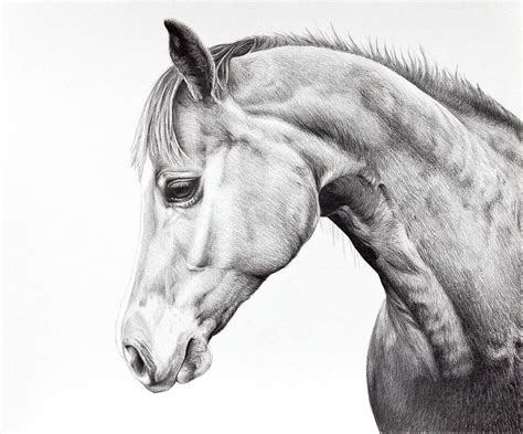 Quarter Horse Drawing Drawing By Karen Broemmelsick
