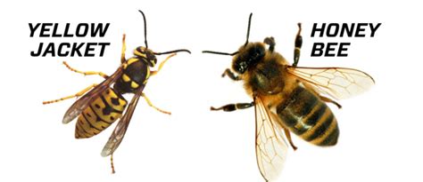 Yellowjackets Treating Stings Getting Rid Of Nests