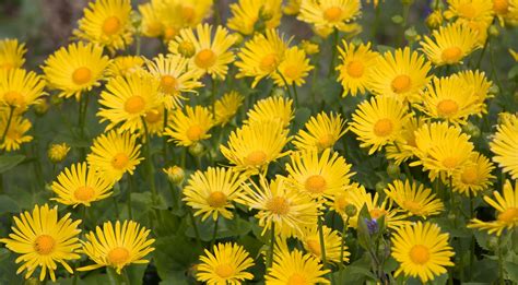Yellow Flowers Background Free Stock Photo Public Domain Pictures