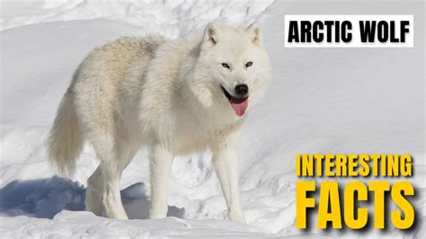 Amazing Facts Of Arctic Wolf Interesting Facts The Beast World