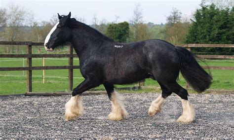 Shire Horse A Complete Detail About Shire Horse ~ Littlelioness