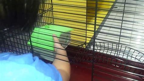 Hamster Cage Youtube
