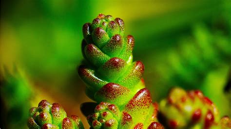 Nature Macro Closeup Moss Plants Green Wallpapers Hd