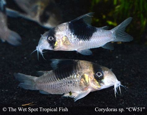 Wet Spot Tropical Fish Corydoras Corydoras Sp Cw051 New Panda Cory