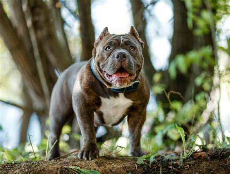 5 Types Of Pit Bull Dog Breeds 2022