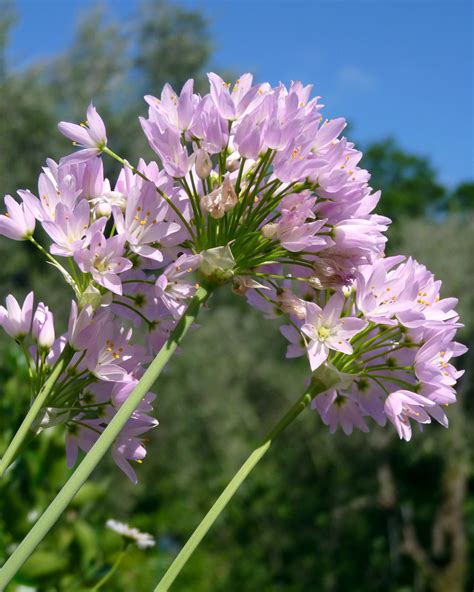 Díszhagyma Allium roseum Királykert Virághagyma rendel