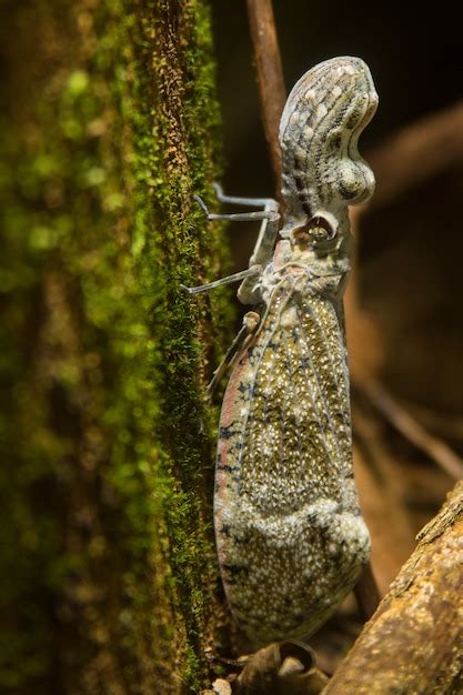 Premium Photo Full Body Of Peanut Bug Insect On Moss