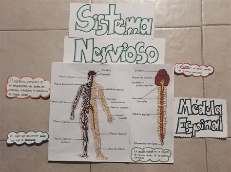 Maqueta Del Sistema Nervioso Maqueta Del Sistema Nervioso Sistema