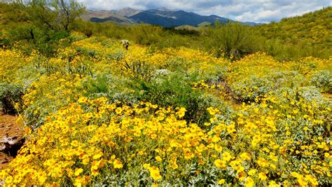 Arizona Desert Flowering Bushes Best Flower Site
