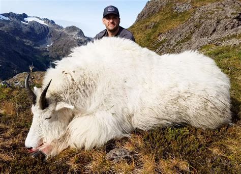 Mountain Goat Hunts In A Great Alaska Mountain Goat Hunt Trophy Area