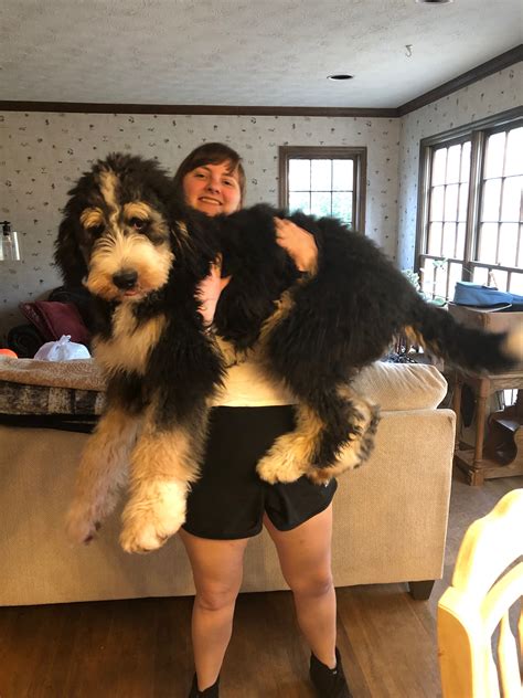 Bernedoodle Size Full Grown How Big Do Bernedoodles Get Tiny Mini