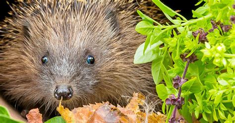 15 hedgehog facts for kids | Love The Garden