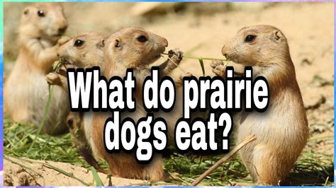 What Do Prairie Dogs Eat Prairie Dogs In Colorado Youtube