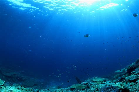 The only course open to us. Major Facts About the Open Ocean Ecosystem | Sciencing