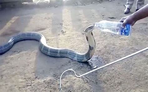 Insólito Video De Una Cobra De Casi 4 Metros De Largobebiendo Agua De
