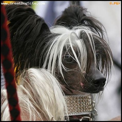Chinese Crested 3 Years Black My Little Princess Chinese Crested