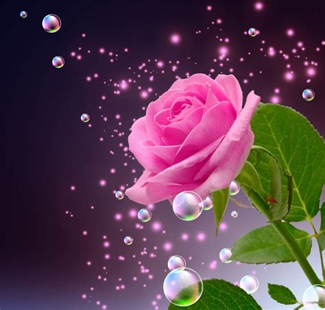 Beautiful Rose Flowers Wallpaper Photos Best Flower Site