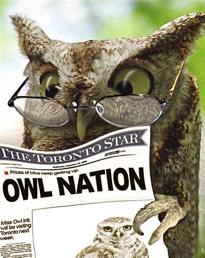 Funny Owl Pictures Owl Nation