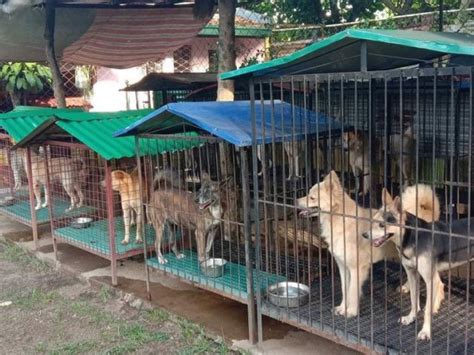 Aarf animal rescue and sanctuary aaron's hope for shelter pet rescue almost there: Care for Paws Shelter Sanctuary Cavite Brgy Pulong Saging ...