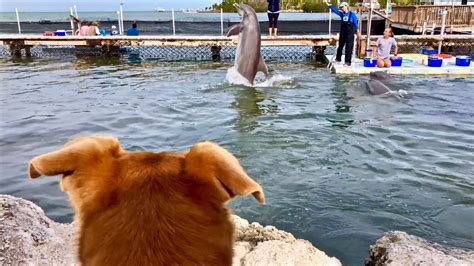 Visiting The Dolphin Research Center In The Florida Keys Youtube