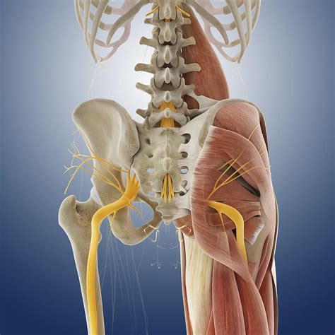 Understanding the anatomy of your lower spine can help you communicate more effectively with the your lower back (lumbar spine) is the anatomic region between your lowest rib and the upper part of. Lower Body Anatomy, Artwork Photograph by Science Photo Library