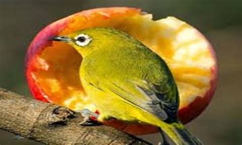 Macam Jenis Manfaat Buah Dan Sayur Untuk Pleci Juara | Kicau Burung Mania