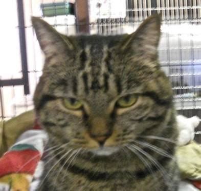 Ollie is sold but i do have another younger male that will be rea. Manx - Marnie - Medium - Adult - Female - Cat for Sale in ...