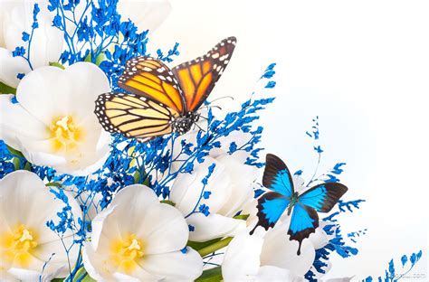 Butterfly Collage Wallpaper Download Flowers Hd Wallpaper Appraw