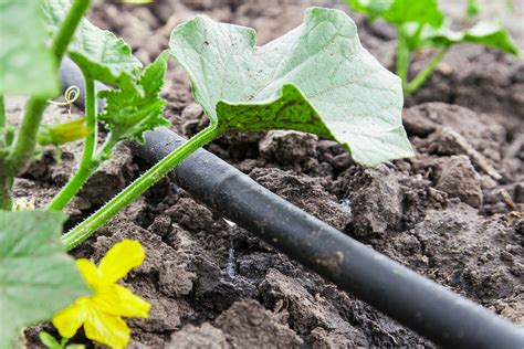 How To Build A Drip Irrigation System Modern Farmer