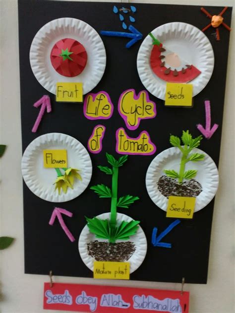 life cycle of tomato by teacher ina | Cycle for kids, Life cycles