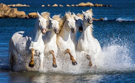 Stunning images show wild horses as they gallop through lagoons ...