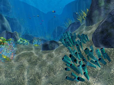 Coral World 3d Screensaver Be Cheerful And Always Follow