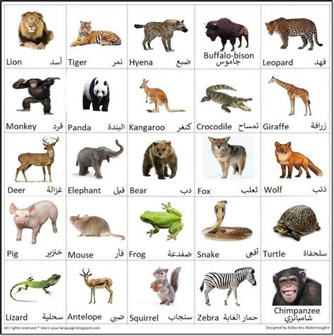 اسماء الحيوانات بالالماني مع الصور