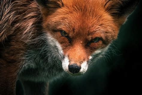 Red Fox Portrait Photograph By Gabriella Sjolander Photography Fine