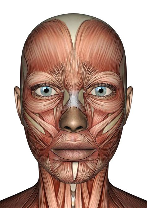 Female Anatomy Face Stock Illustration Face Muscles Anatomy Female