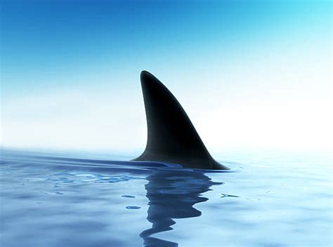 Royalty Free Dorsal Fin Pictures Images And Stock Photos Istock