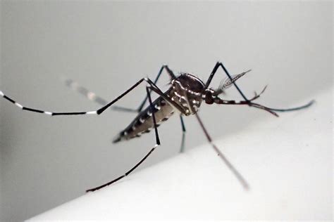Alaska Mosquito Aedes Species Peepsburghcom