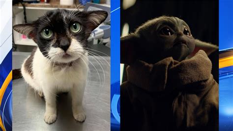 Cat Who Looks Like ‘baby Yoda Looking For A Home Cbs 42