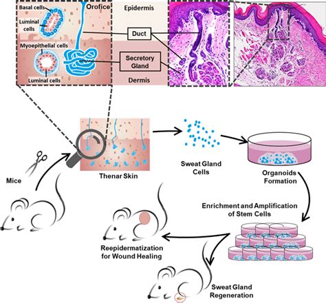 Sweat Gland Organoids Contribute To Cutaneous Wound Healing And Sweat