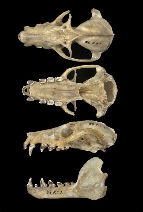 Comoro Black Flying Fox Skulls Photograph By Science Photo Library Pixels