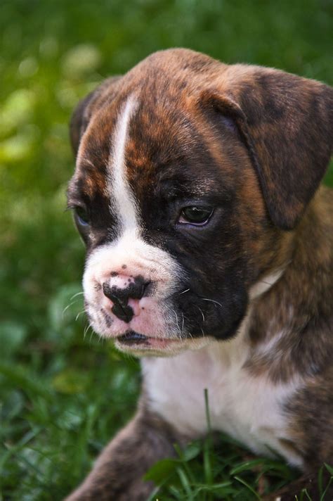 Brindle Boxer Puppy Markings Are Absolutely Beautiful Boxer Dogs
