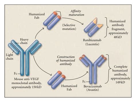 Ranibizumab Is A Recombinant Humanized Monoclonal Antibody Fragment