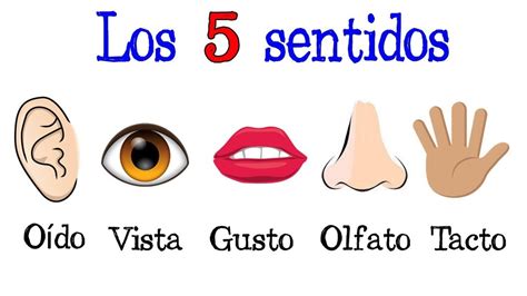 Los Cinco Sentidos The Senses Diagram Quizlet