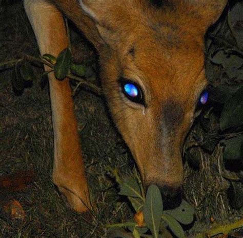 Pin By Andie Weaver On Tes Eager Lirocque Tapetum Lucidum Deer Eyes