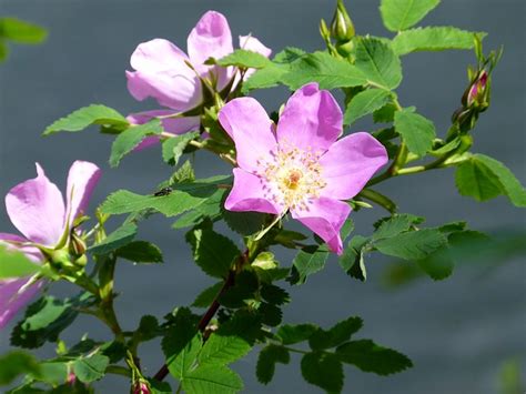 8 » jump to the end. 6 wild roses plant : Biological Science Picture Directory ...