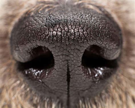 Power Of Dog Noses Used To Detect Cancers And Other Diseases