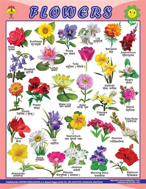 English Chart Flowers Names And Pictures Az Floral Alphabet Poster