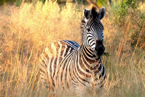 16 Of ‪‎365reasonstovisitafrica‬ Botswana Has A Little Known Zebra