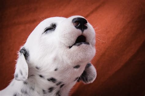 dalmatian puppy animals   love pinterest
