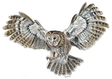 Tawny Owl Flying Watercolor Guc92 Flickr